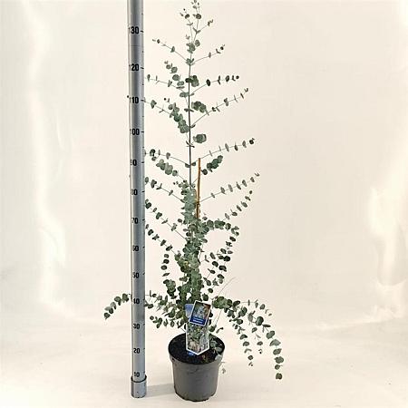 Eucalyptus gunnii Silverana Pot 5 Liter 30 - 40 cm