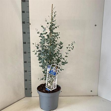 Eucalyptus gunnii Silverana Pot 5 Liter 30 - 40 cm