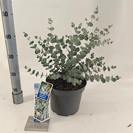 Eucalyptus gunnii Silverana Pot 5 Liter 30 - 40 cm