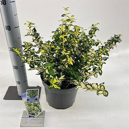 Euonymus fort. Blondy Pot 5 Liter 30 - 40 cm