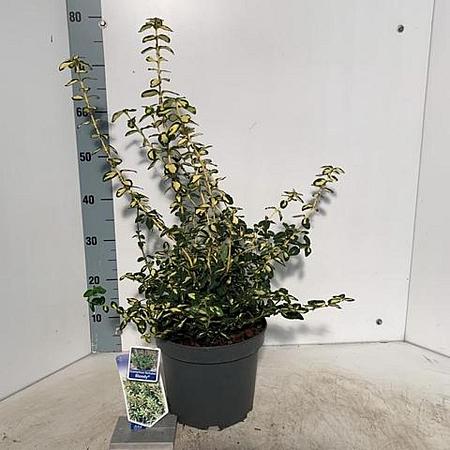 Euonymus fort. Blondy Pot 5 Liter 30 - 40 cm