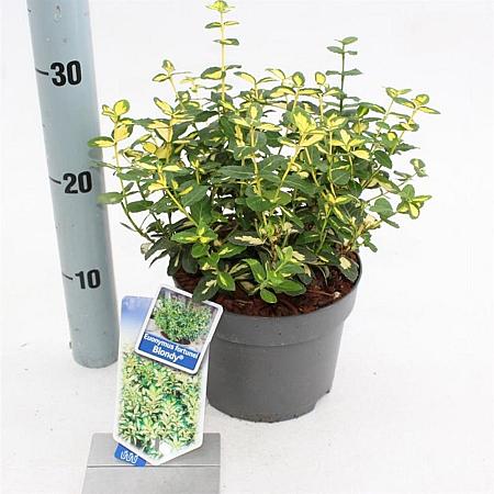 Euonymus fort. Blondy Pot 2 Liter 20 - 30 cm