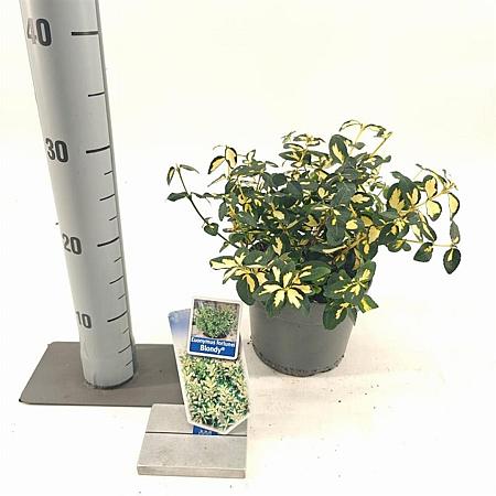 Euonymus fort. Blondy Pot 2 Liter 20 - 30 cm