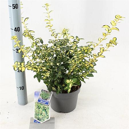 Euonymus fort. Blondy Pot 2 Liter 20 - 30 cm
