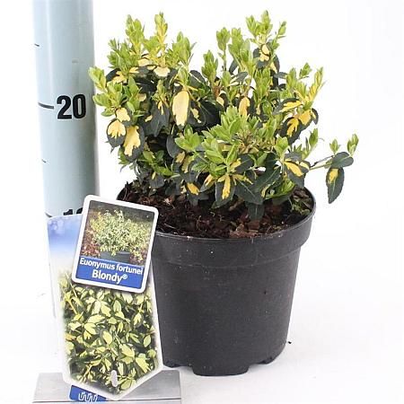 Euonymus fort. Blondy Pot 2 Liter 20 - 30 cm