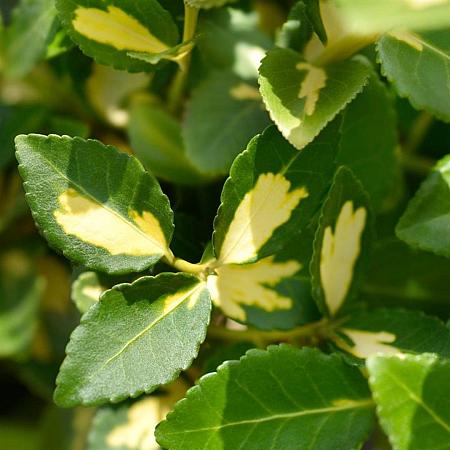 Euonymus fort. Blondy Pot 10 liter 40 - 50 cm