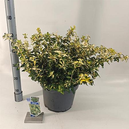 Euonymus fort. Blondy Pot 10 liter 40 - 50 cm