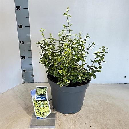 Euonymus fort. 'Emerald 'n' Gold' Pot 5 Liter 30 - 40 cm