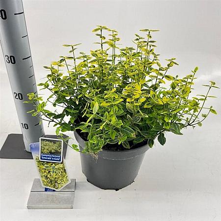 Euonymus fort. 'Emerald 'n' Gold' Pot 5 Liter 30 - 40 cm
