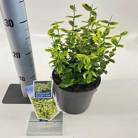Euonymus fort. 'Emerald 'n' Gold' Pot 2 Liter 20 - 30 cm