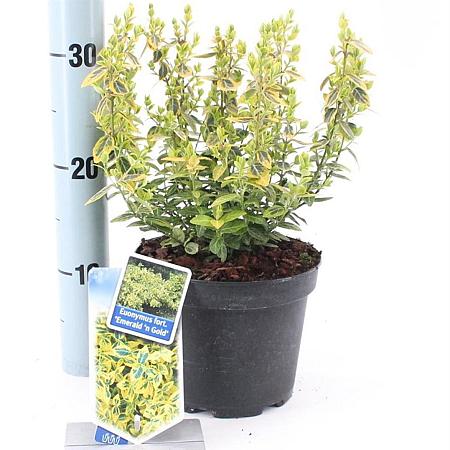 Euonymus fort. 'Emerald 'n' Gold' Pot 2 Liter 20 - 30 cm