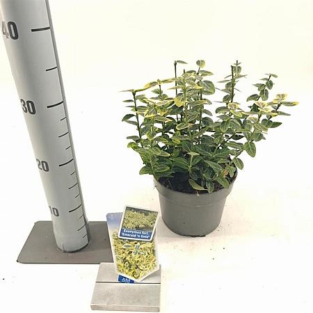 Euonymus fort. 'Emerald 'n' Gold' Pot 2 Liter 20 - 30 cm