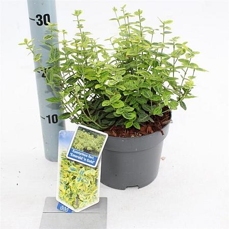 Euonymus fort. 'Emerald 'n' Gold' Pot 2 Liter 20 - 30 cm