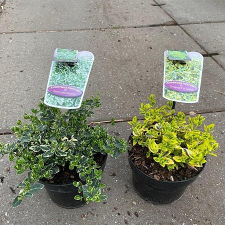 Euonymus fort. 'Emerald 'n' Gold' Pot 2 Liter 20 - 30 cm
