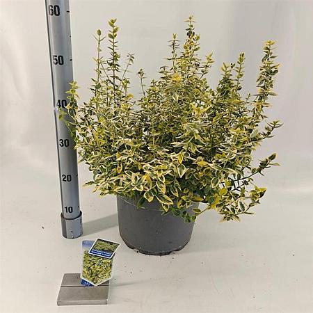 Euonymus fort. 'Emerald 'n' Gold' Pot 10 liter 40 - 50 cm