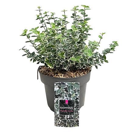 Euonymus fort. 'Emerald Gaiety' Pot 5 Liter 20 - 30 cm