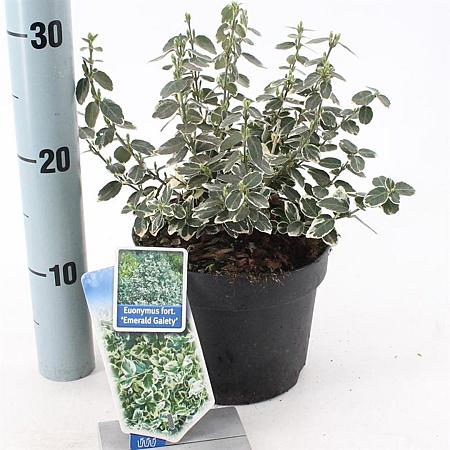 Euonymus fort. 'Emerald Gaiety' Pot 2 Liter 20 - 30 cm