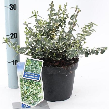 Euonymus fort. 'Emerald Gaiety' Pot 2 Liter 20 - 30 cm