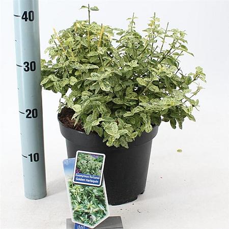 Euonymus fort. Golden Harlequin Pot 5 Liter 40 - 50 cm