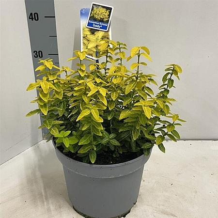 Euonymus fort. Goldy Pot 5 Liter 40 - 50 cm