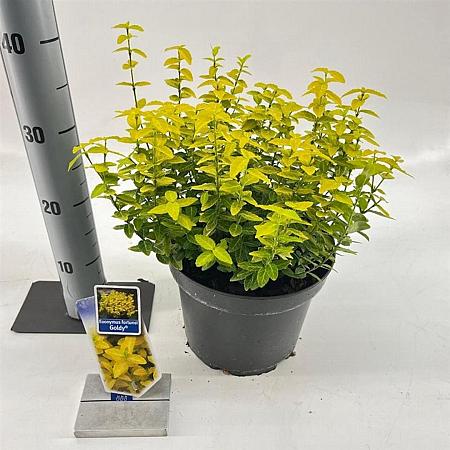 Euonymus fort. Goldy Pot 5 Liter 40 - 50 cm