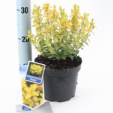 Euonymus fort. Goldy Pot 2 Liter 20 - 30 cm