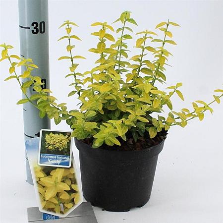 Euonymus fort. Goldy Pot 2 Liter 20 - 30 cm
