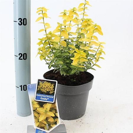 Euonymus fort. Goldy Pot 2 Liter 20 - 30 cm