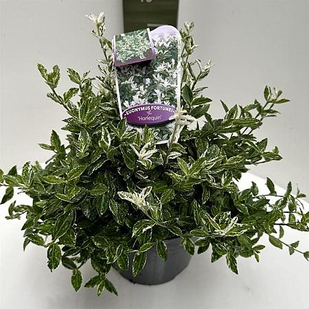 Euonymus fort. 'Harlequin' Pot 5 Liter 30 - 40 cm