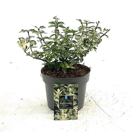 Euonymus fort. 'Harlequin' Pot 2 Liter 20 - 30 cm