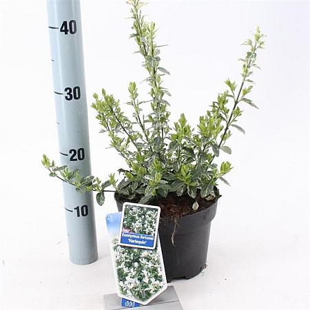 Euonymus fort. 'Harlequin' Pot 2 Liter 20 - 30 cm