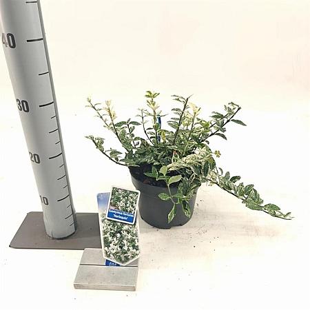 Euonymus fort. 'Harlequin' Pot 2 Liter 20 - 30 cm