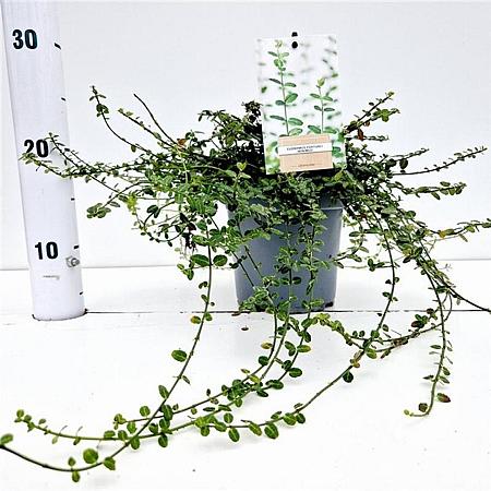 Euonymus fort. 'Minimus' Pot 15 cm