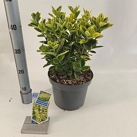 Euonymus jap. 'Aureomarginatus' Pot 5 Liter 30 - 40 cm