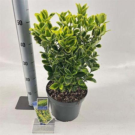 Euonymus jap. 'Aureomarginatus' Pot 5 Liter 30 - 40 cm