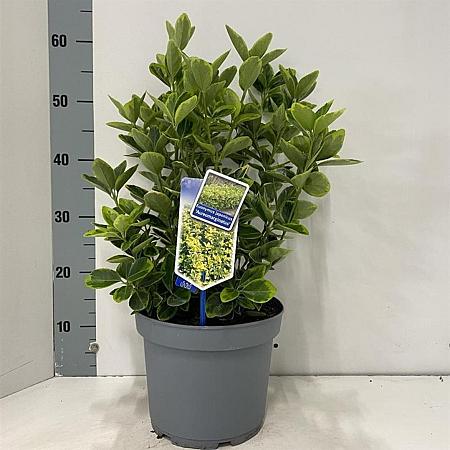 Euonymus jap. 'Aureomarginatus' Pot 5 Liter 30 - 40 cm