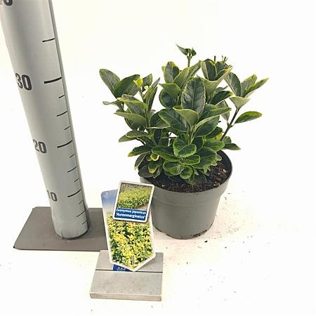 Euonymus jap. 'Aureomarginatus' Pot 2 Liter 20 - 30 cm