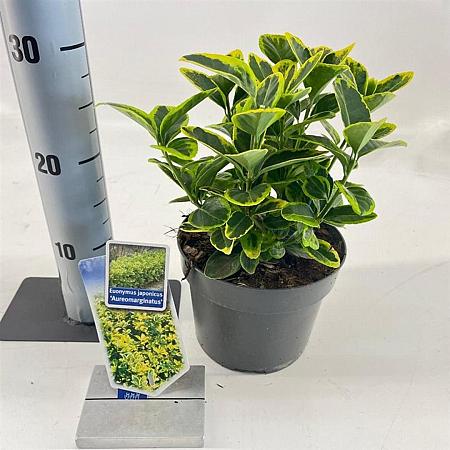 Euonymus jap. 'Aureomarginatus' Pot 2 Liter 20 - 30 cm