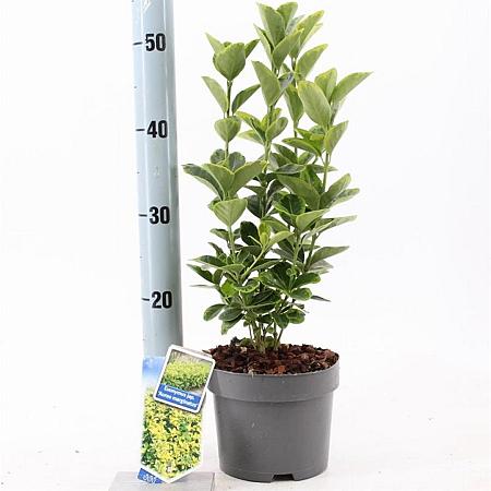 Euonymus jap. 'Aureomarginatus' Pot 2 Liter 20 - 30 cm