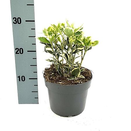 Euonymus jap. 'Bravo' Pot 2 Liter 20 - 30 cm