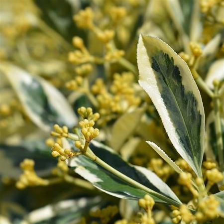 Euonymus jap. 'Bravo' Pot 20 Liter 60 - 80 cm