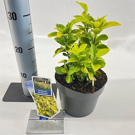 Euonymus jap. El Dorado Pot 2 Liter 20 - 30 cm