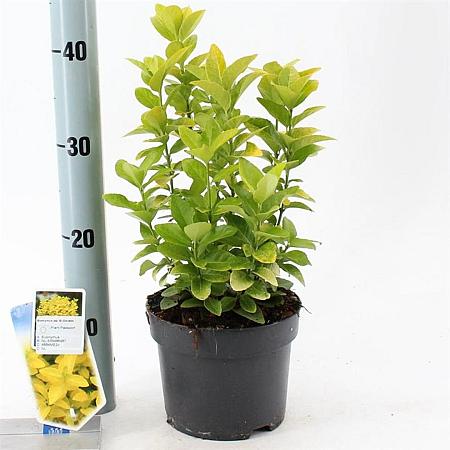 Euonymus jap. El Dorado Pot 2 Liter 20 - 30 cm