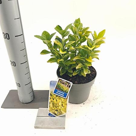 Euonymus jap. El Dorado Pot 2 Liter 20 - 30 cm