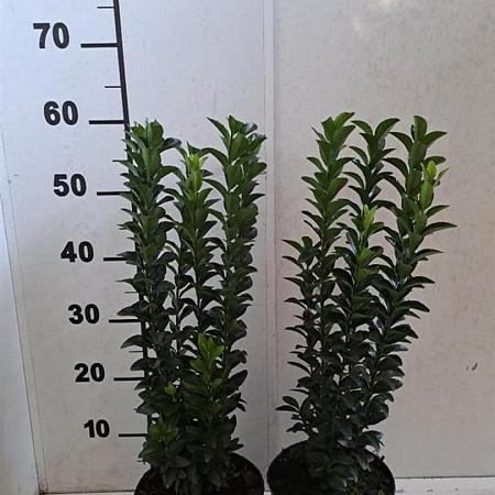 Euonymus jap. 'Green Rocket' Pot 2 Liter40 - 50 cm