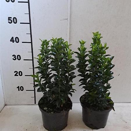 Euonymus jap. 'Green Spire' Pot 2 Liter 20 - 30 cm