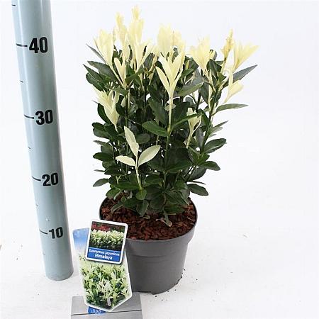 Euonymus jap. Himalaya Pot 2 Liter 20 - 30 cm