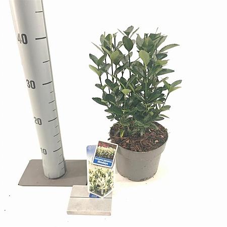 Euonymus jap. Himalaya Pot 2 Liter 20 - 30 cm