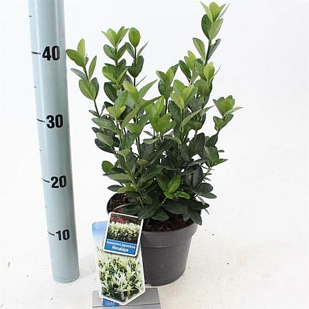 Euonymus jap. Himalaya Pot 2 Liter 20 - 30 cm