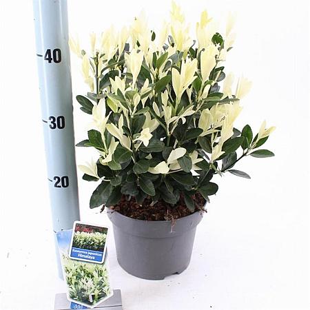 Euonymus jap. Himalaya Pot 3 liter 25-30cm